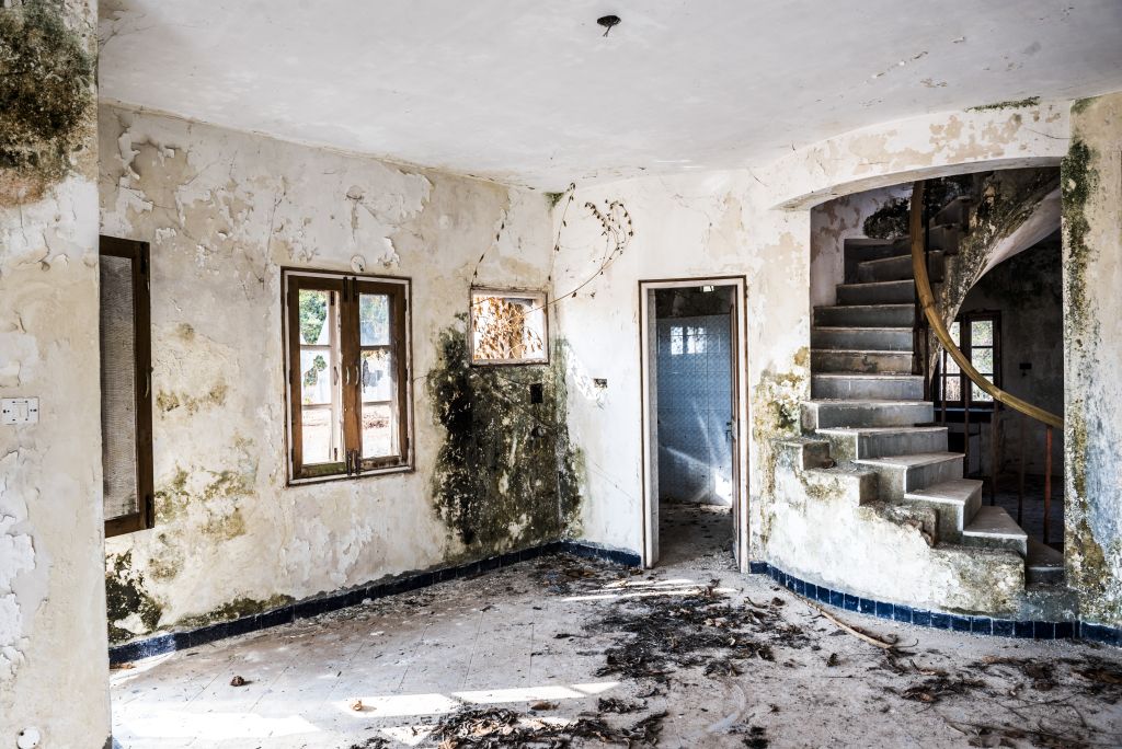 Understanding Mold and How New Life Restoration Can Help