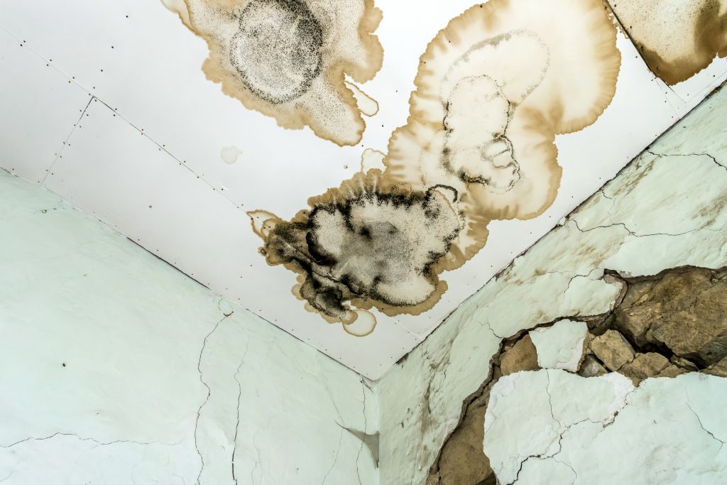 Mold Damage: What You Need to Know – New Life Restoration