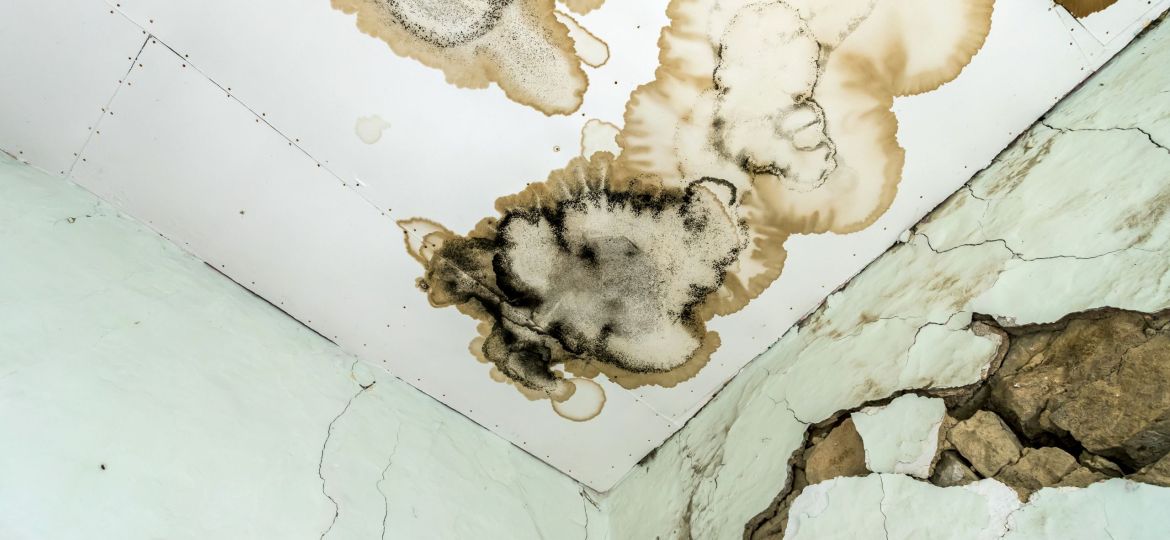Mold fungus on ceiling and wall